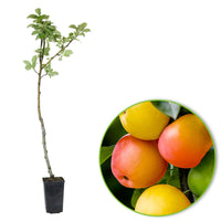 Pommier Malus ‘Sweet Summer‘ - Arbres fruitiers
