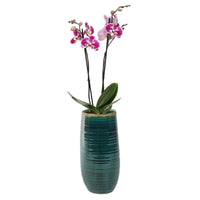 TS pot de fleurs haut Iris rond bleu - Pot pour l'intérieur - Collection colorée