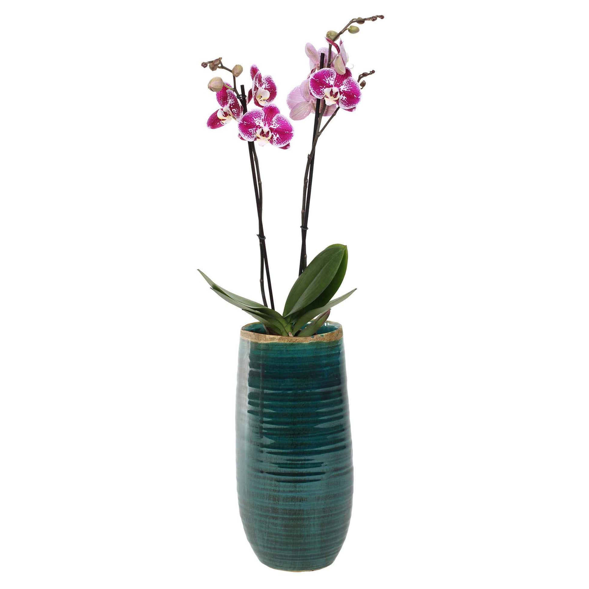TS pot de fleurs haut Iris rond bleu - Pot pour l'intérieur - Collection colorée