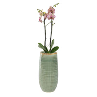 TS pot de fleurs haut Iris rond vert - Pot pour l'intérieur - Collection colorée
