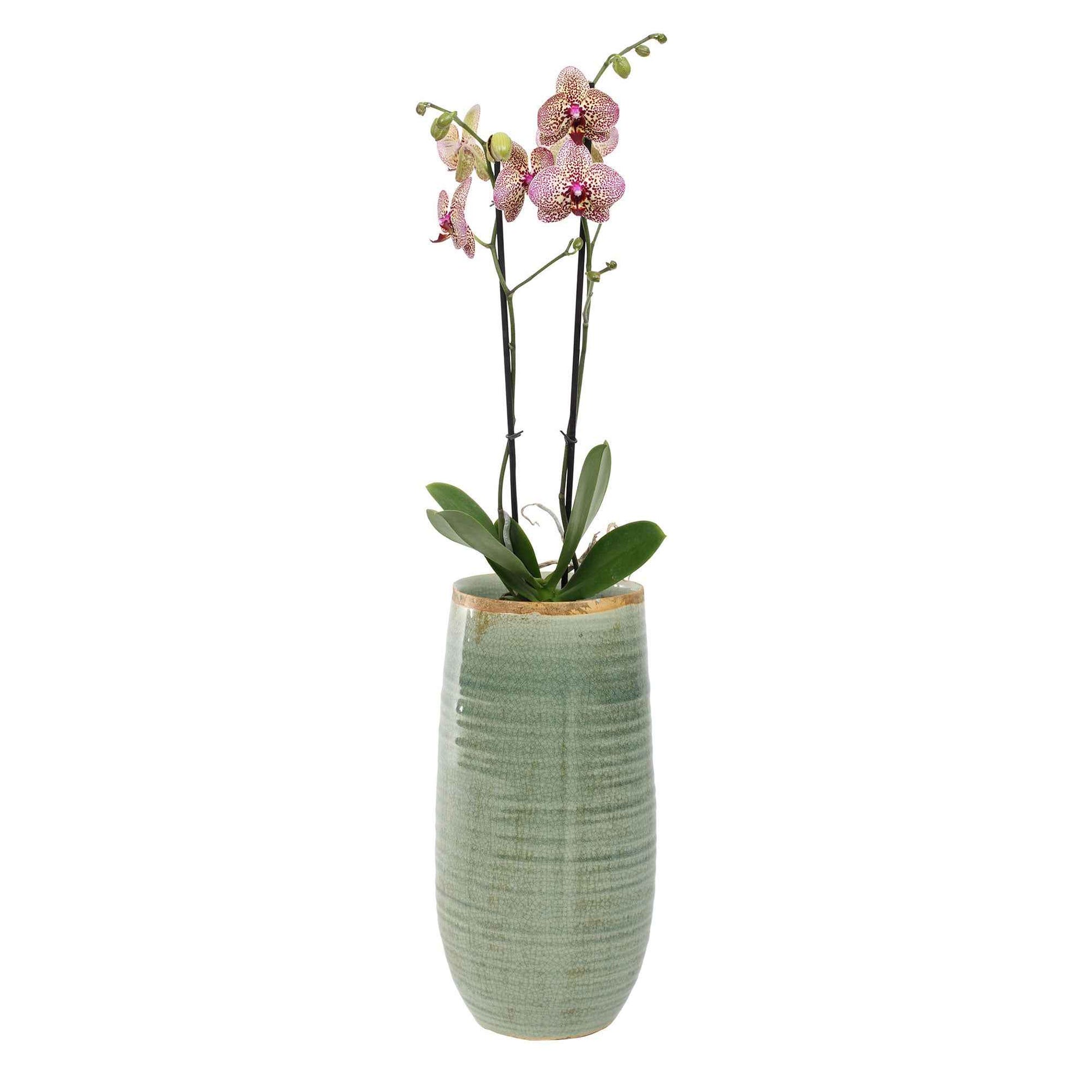TS pot de fleurs haut Iris rond vert - Pot pour l'intérieur - Petits pots d'intérieur