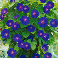 Liseron Ipomoea purpurea violet - Fleurs de balcon