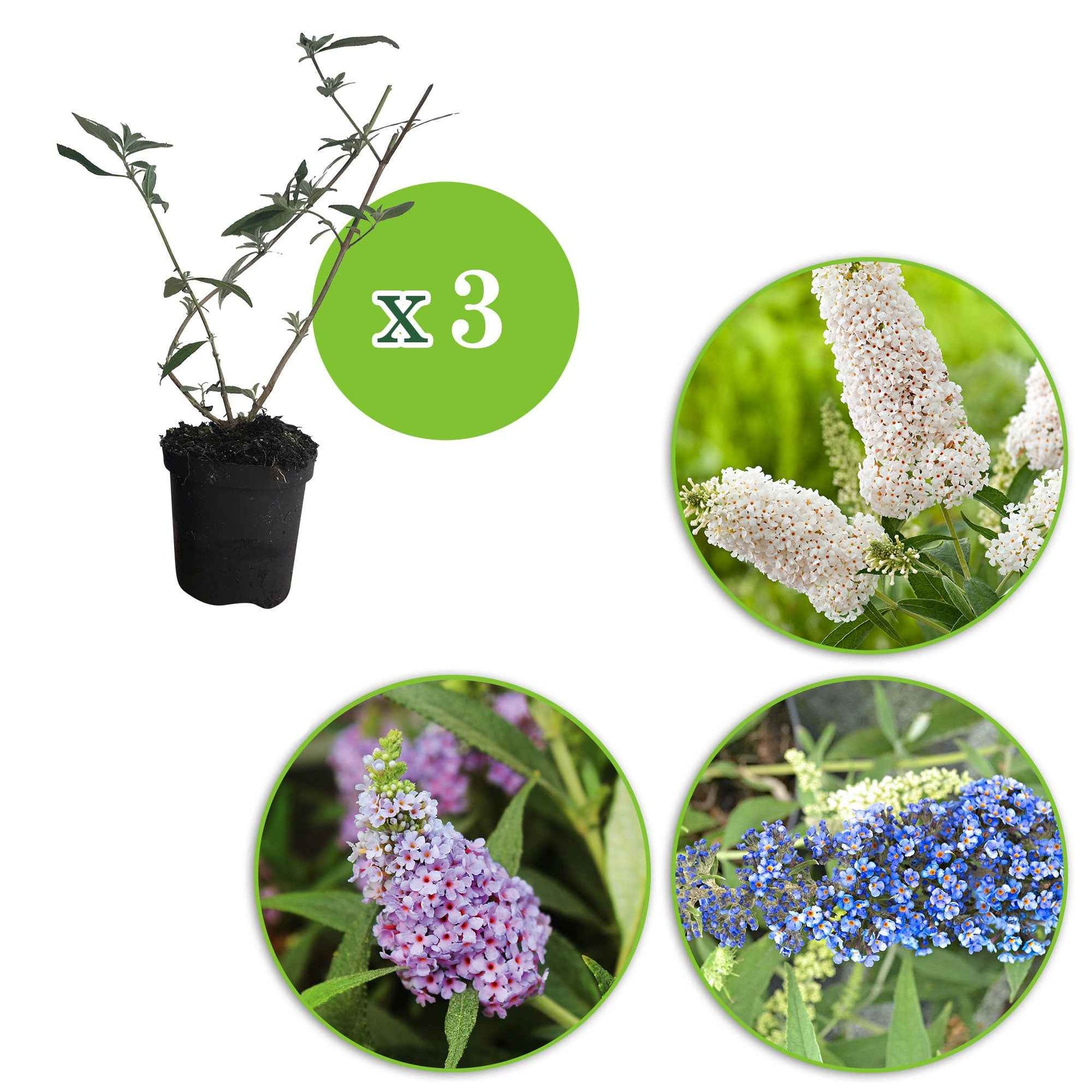 3x Arbre à papillons Buddleja 'Lilac Turtle' + 'White Swan' + 'Blue Sarah' bleu-violet-blanc - Arbustes