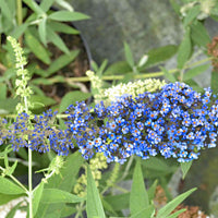 3x Arbre à papillons Buddleja 'Lilac Turtle' + 'White Swan' + 'Blue Sarah' bleu-violet-blanc - Arbustes à fleurs