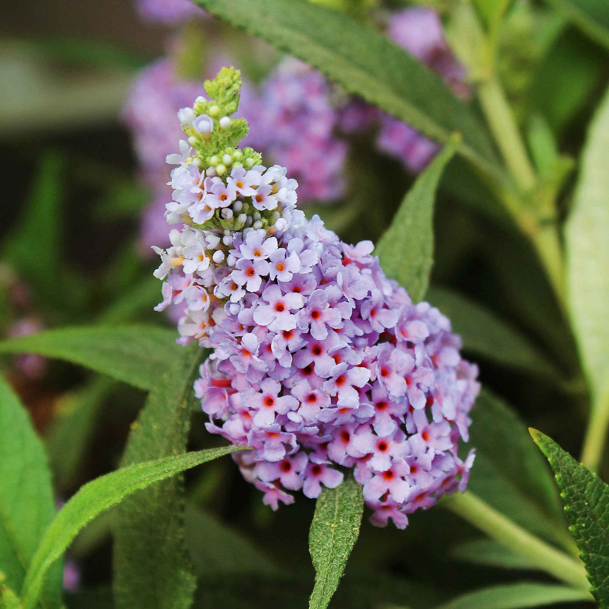 3x Arbre à papillons Buddleja 'Lilac Turtle' + 'White Swan' + 'Blue Sarah' bleu-violet-blanc - Arbustes à papillons et plantes mellifères
