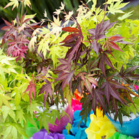 Érable du Japon Acer - Mélange 'Festival' - Caractéristiques des plantes