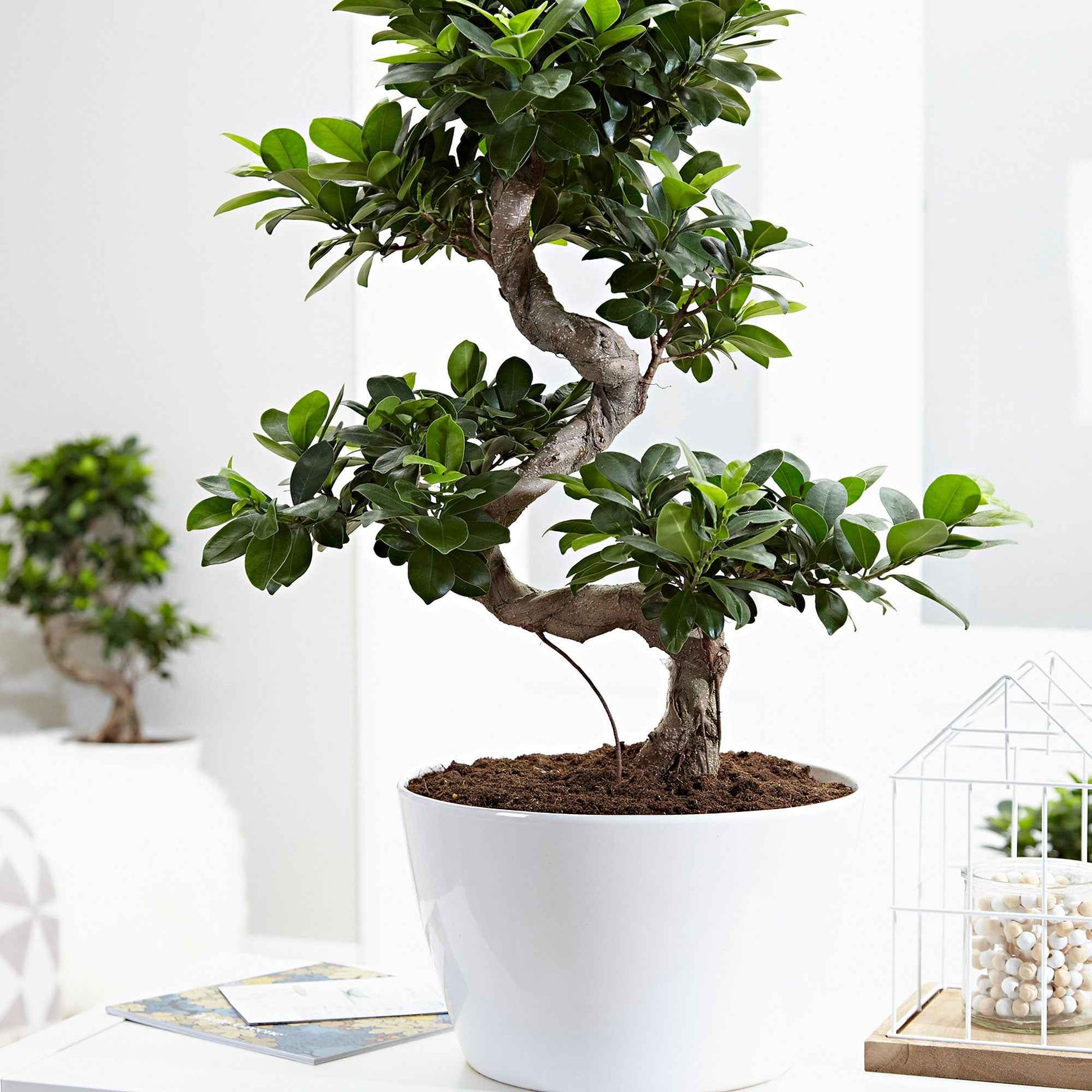 Bonsai Ficus 'Ginseng' en forme de S - Ficus