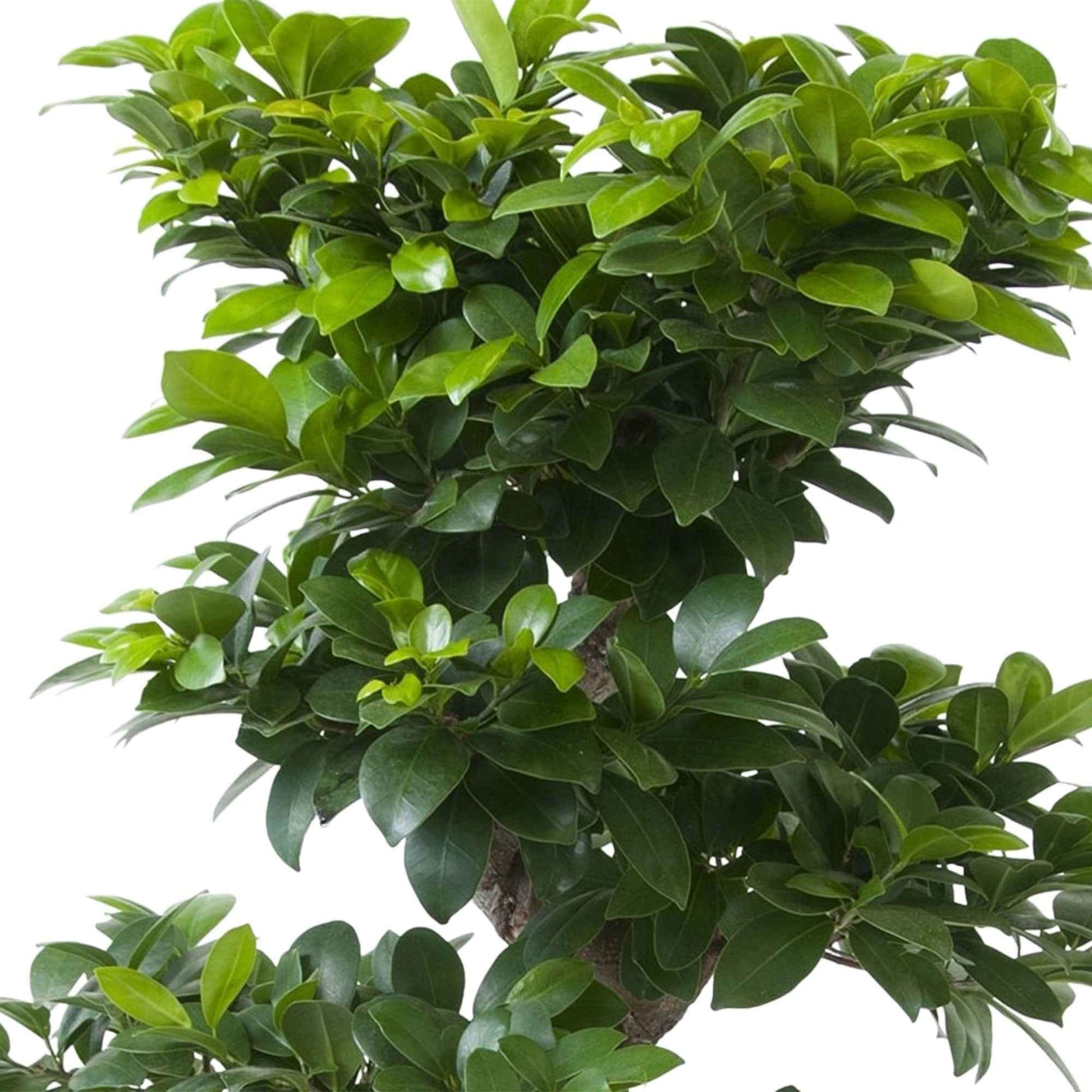 Bonsai Ficus 'Ginseng' en forme de S - Par espèce