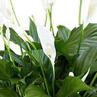 Fleur de lune Spathiphyllum 'Pearl Cupido' Blanc avec pot décoratif - Petites plantes d'intérieur
