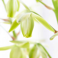 'Frizzle Sizzle' Vert-Blanc - Tous les bulbes de fleurs