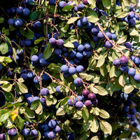 Prunier Prunus 'Valor' Violet - Fruits