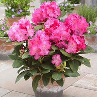 Rhododendron 'Germania' rose - Buissons fleuris