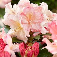 Rhododendron 'Percy Wiseman' rose 'Percy Wiseman' rosejauneblanc  Rustique 'Percy Wiseman' Rose-Jaune-Blanc - Arbustes de Balcon