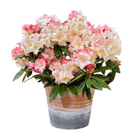 Rhododendron 'Percy Wiseman' rose 'Percy Wiseman' rosejauneblanc  Rustique 'Percy Wiseman' Rose-Jaune-Blanc - Arbustes fleuris