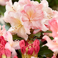 Rhododendron 'Percy Wiseman' rose 'Percy Wiseman' rosejauneblanc  Rustique 'Percy Wiseman' Rose-Jaune-Blanc - Espèces de plantes
