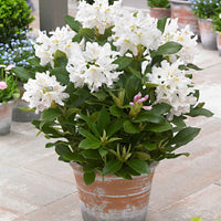 Rhododendron 'Percy Wiseman' rose 'Percy Wiseman' rosejauneblanc  Rustique - Plantes d'extérieur