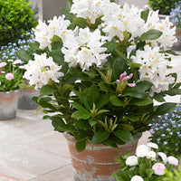 Rhododendron 'Percy Wiseman' rose 'Percy Wiseman' rosejauneblanc  Rustique - Arbustes