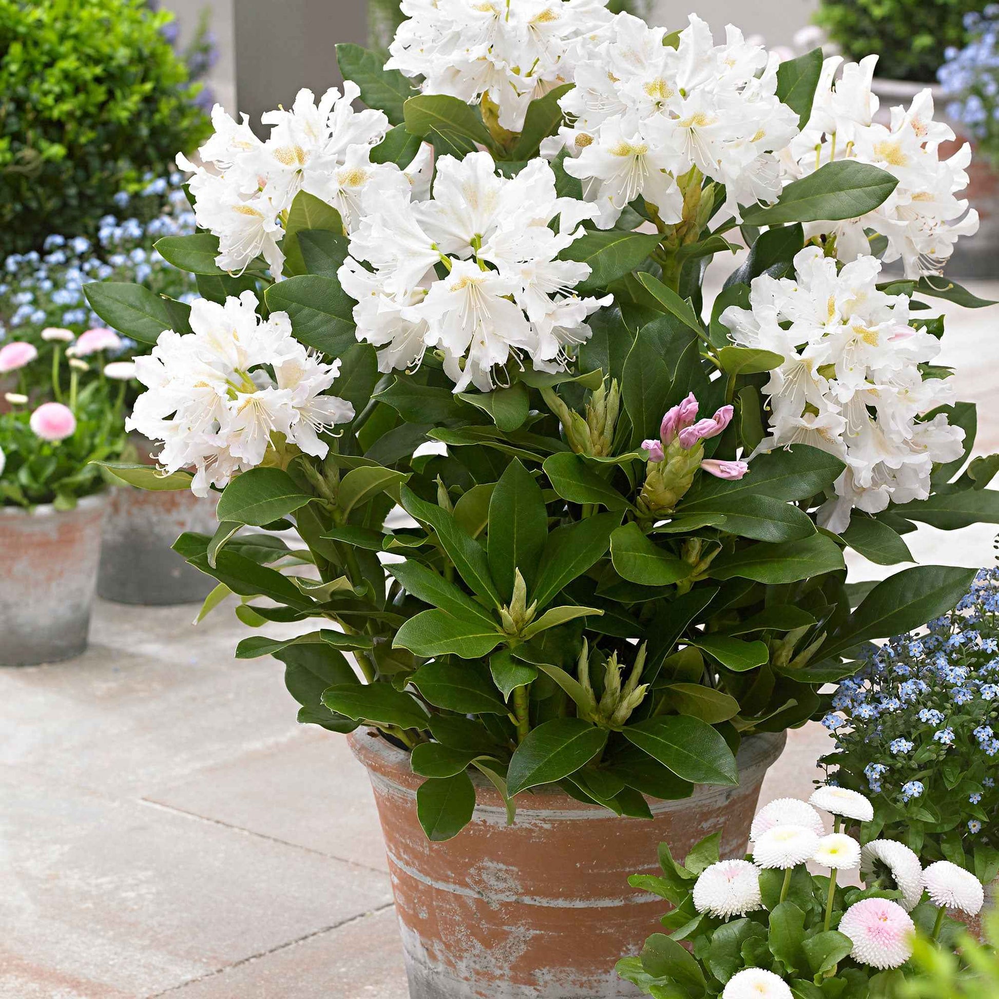 Rhododendron 'Percy Wiseman' rose 'Percy Wiseman' rosejauneblanc  Rustique - Buissons fleuris
