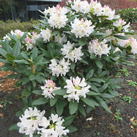 Rhododendron 'Percy Wiseman' rose 'Percy Wiseman' rosejauneblanc  Rustique - Caractéristiques des plantes