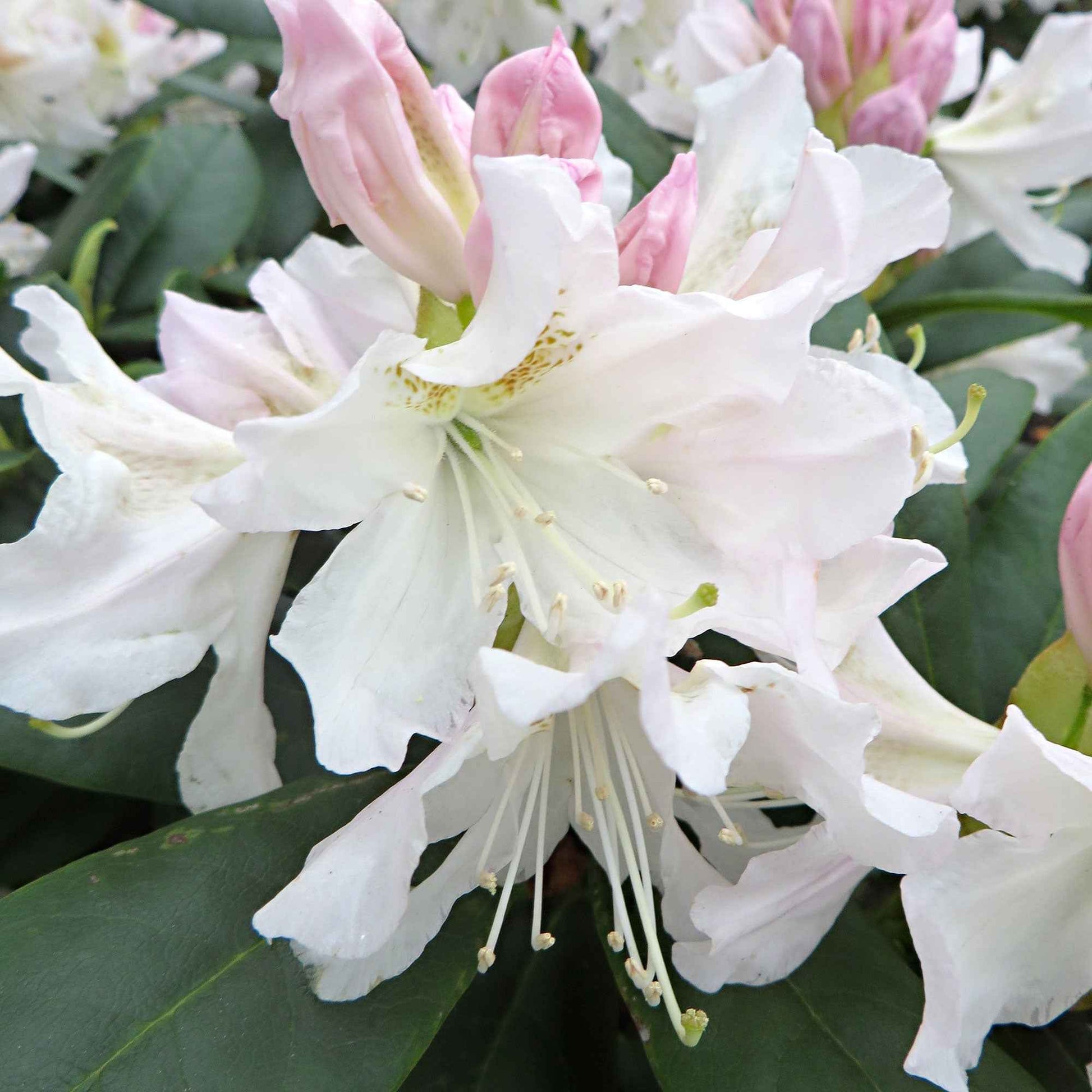 Rhododendron 'Percy Wiseman' rose 'Percy Wiseman' rosejauneblanc  Rustique - Arbustes fleuris