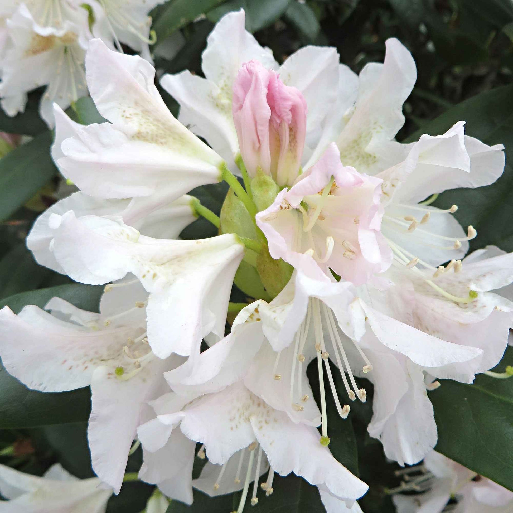 Rhododendron 'Percy Wiseman' rose 'Percy Wiseman' rosejauneblanc  Rustique - Plantes de jardin fleuris