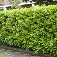 6x Laurier-cerise Prunus 'Novita' - Plants à racines nues - Plantes d'extérieur