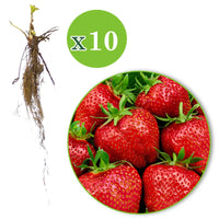 10x Fraise Fragaria 'Elsanta' rouge - Plants à racines nues - Jardinage : les tendances actuelles