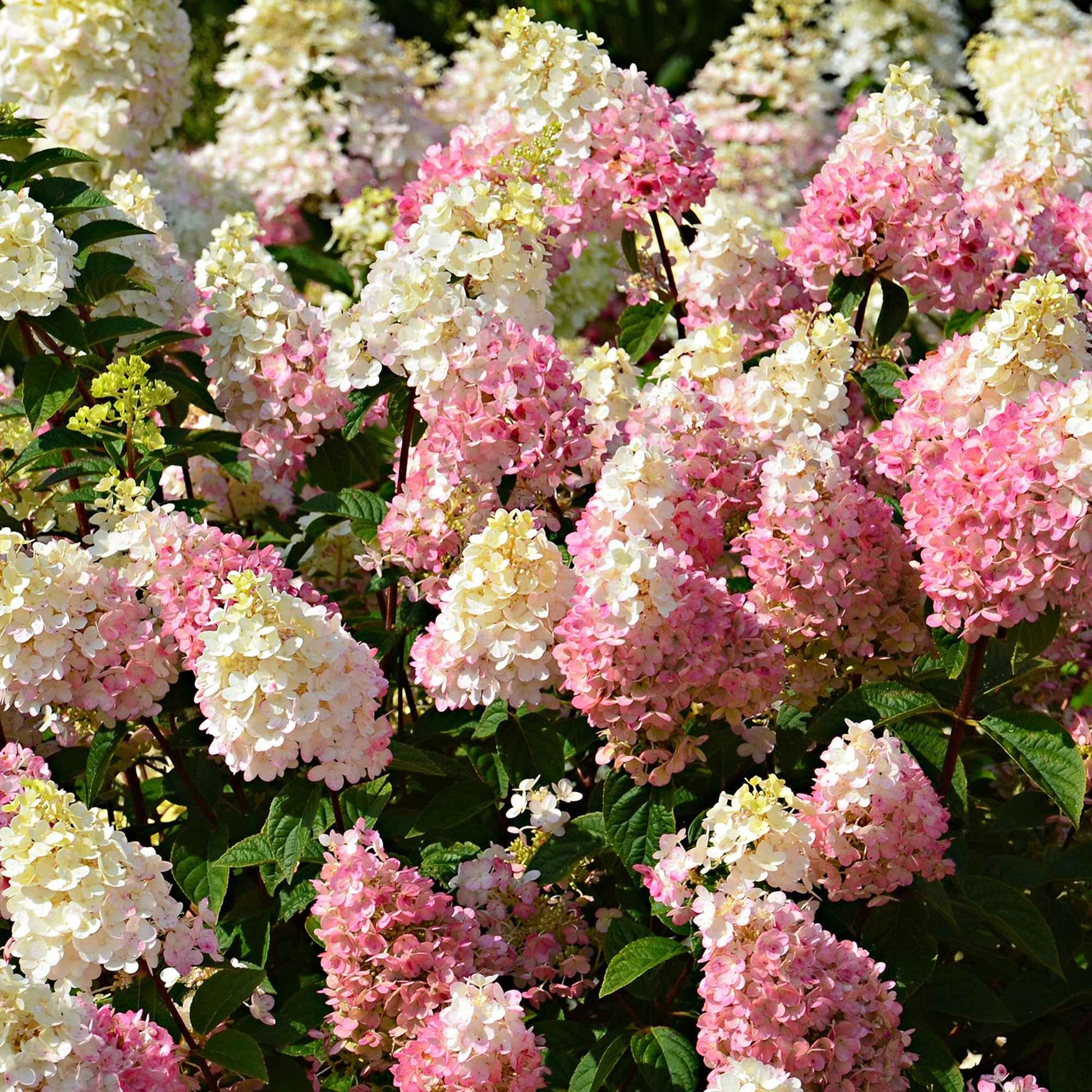 Hortensia Hydrangea 'Sundae Fraise' Blanc-Rose - Arbustes à fleurs