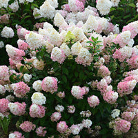 Hortensia Hydrangea 'Sundae Fraise' Blanc-Rose - Arbustes fleuris
