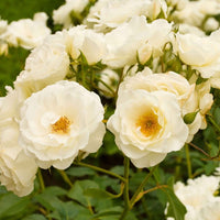Rosier multiflore Rosa 'Kristal' blanc - Caractéristiques des plantes