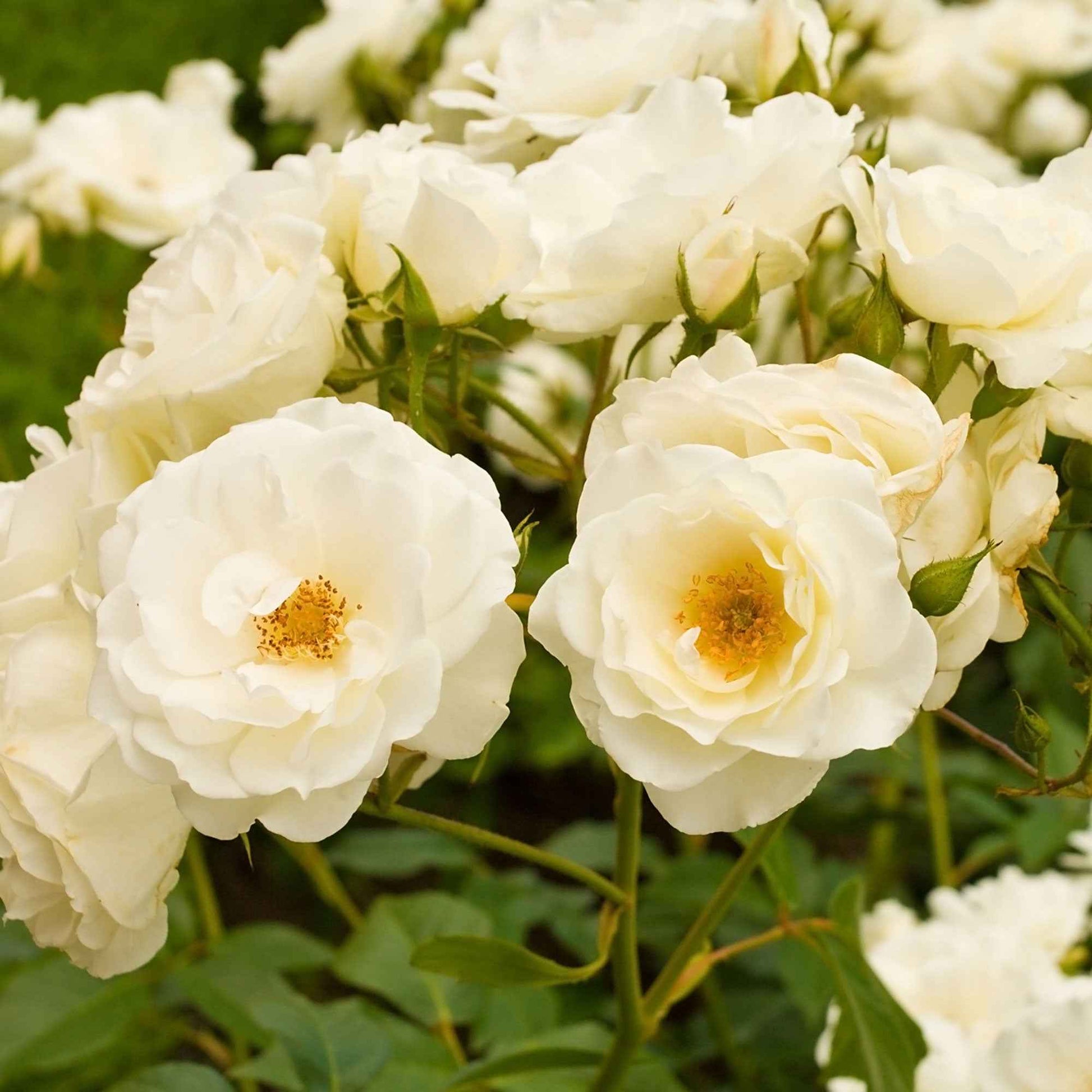 Rosier multiflore Rosa 'Kristal' blanc - Espèces de plantes