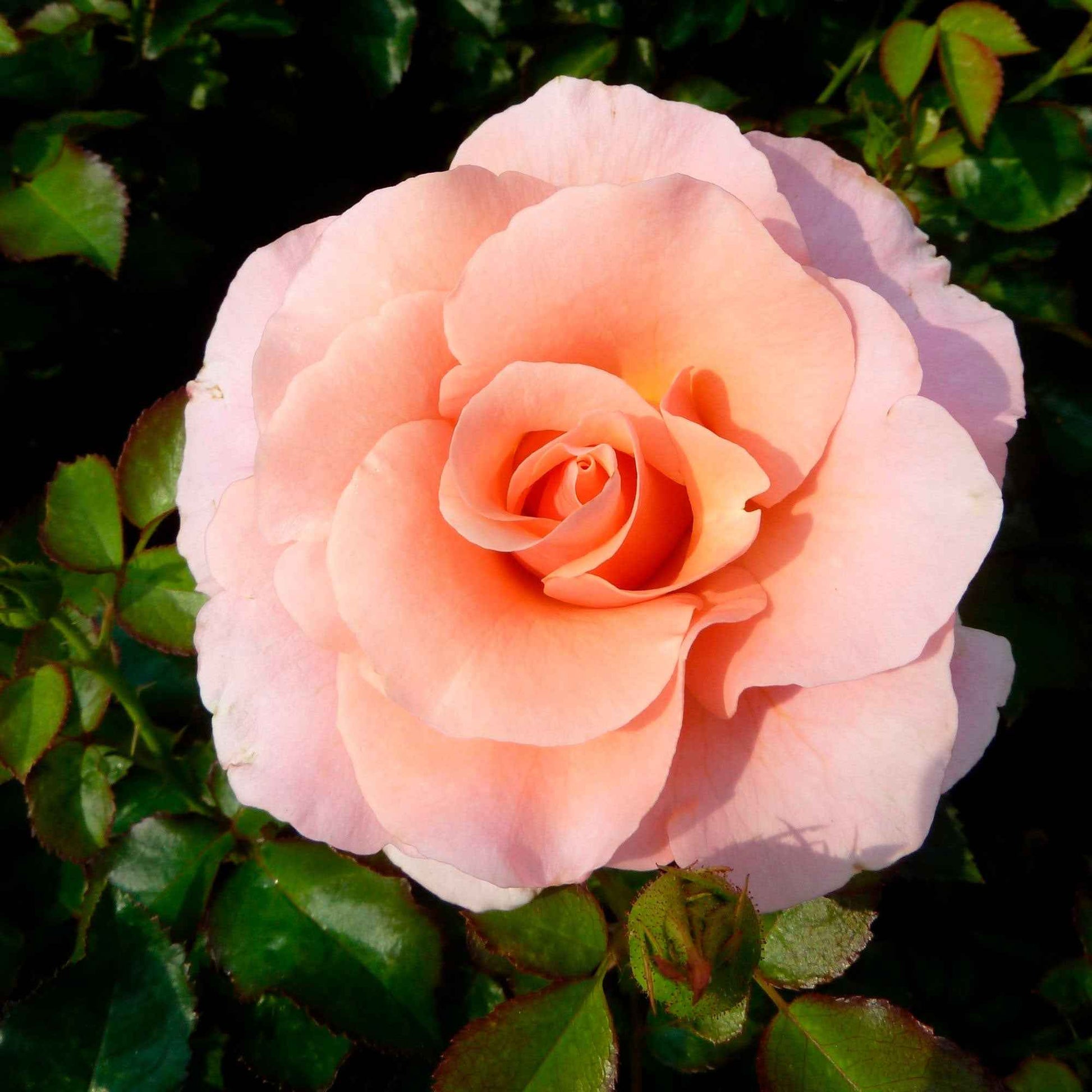 Rosier Rosa 'Myveta'® Rose - Plantes d'extérieur