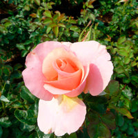 Rosier Rosa 'Myveta'® Rose - Caractéristiques des plantes
