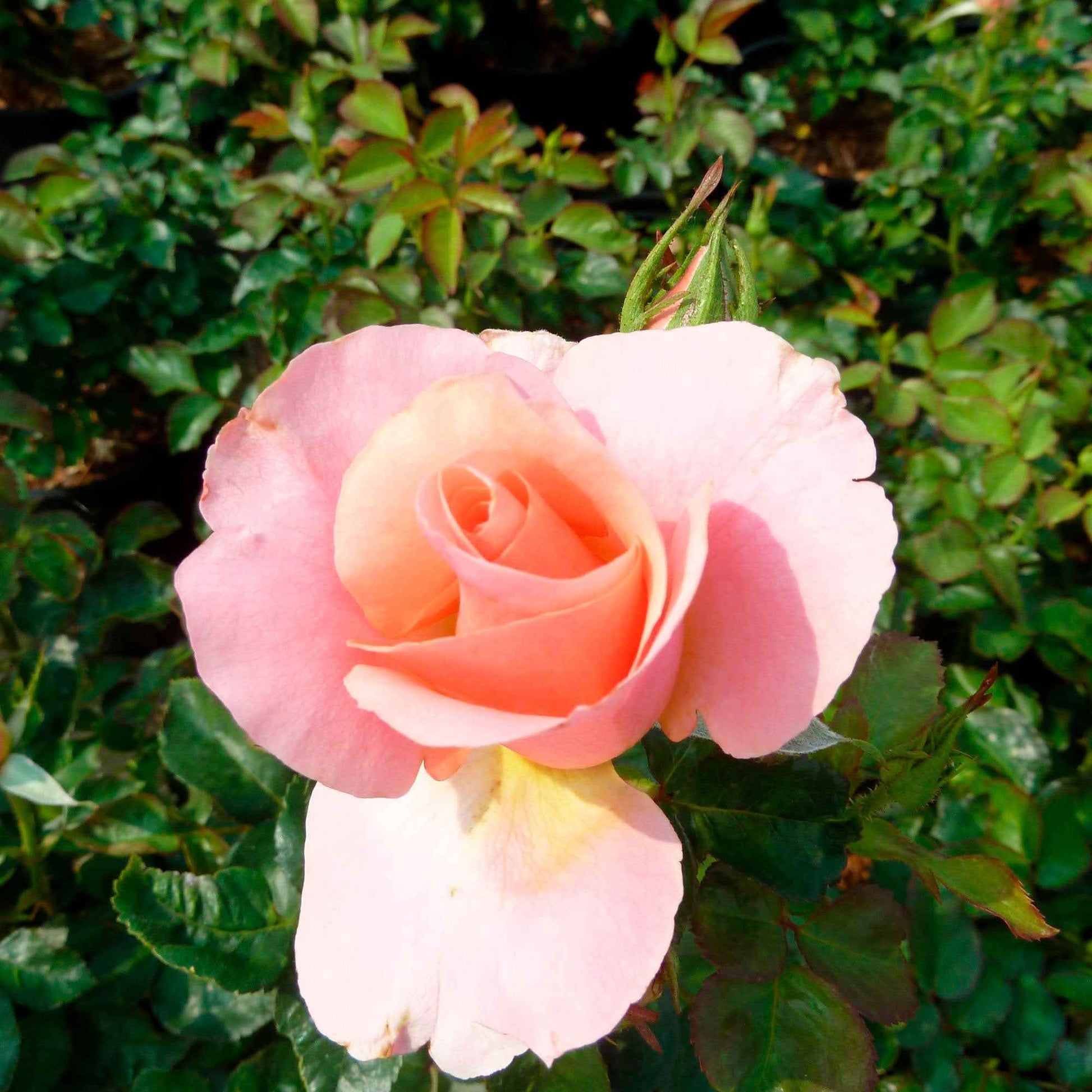 Rosier Rosa 'Myveta'® Rose - Caractéristiques des plantes