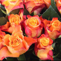 Rosier à grandes fleurs Rosa 'Britannia'® Saumon-Rose - Plantes d'extérieur
