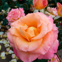 Rosier à grandes fleurs Rosa 'Britannia'® Saumon-Rose - Caractéristiques des plantes