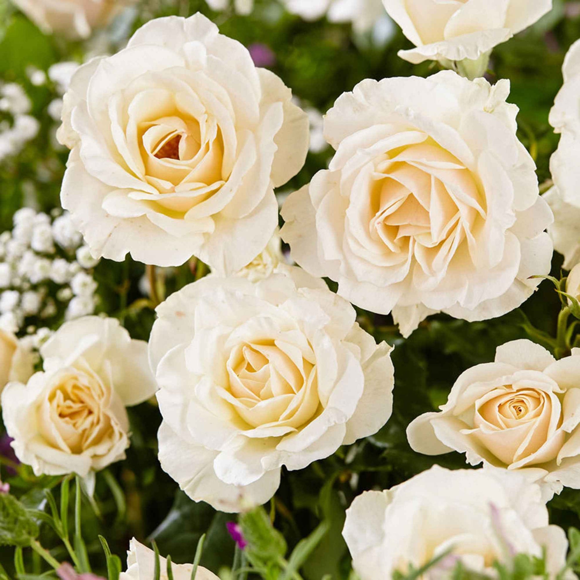 Rosier à grandes fleurs Rosa 'True Love' blanc - Espèces de plantes