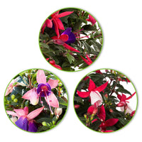 3x Fuchsia 'Evita' + 'Mariska' + 'Sacha' violet-rose-blanc - Plantes de balcon