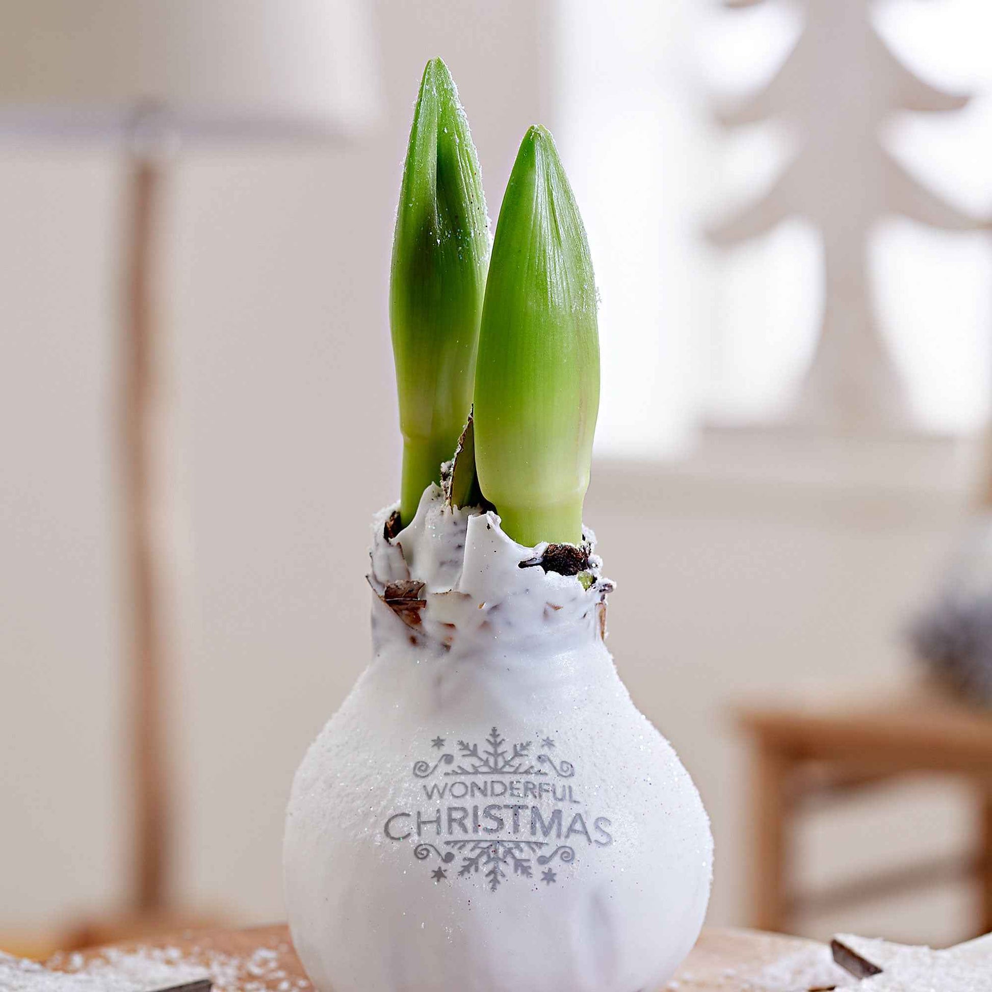 Amaryllis 'Wonderful X-mas' Blanc - Bulbes de fleurs populaires