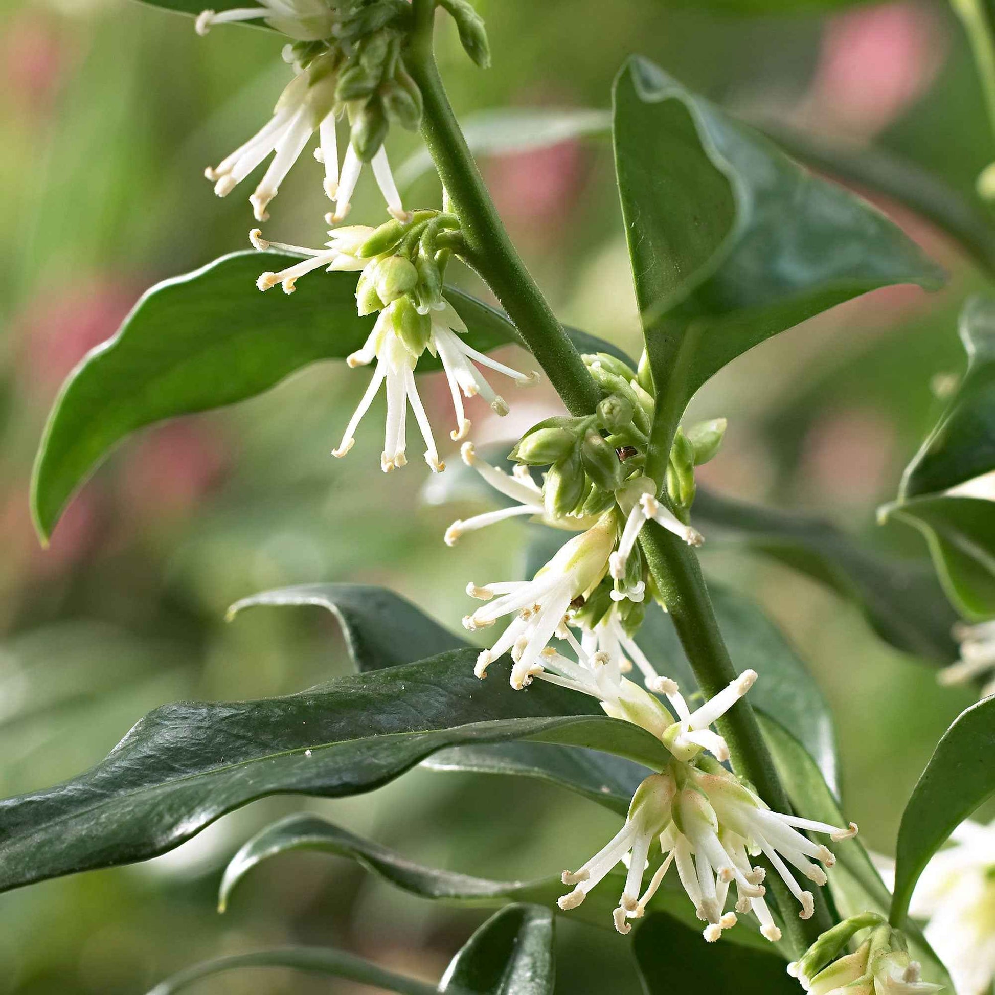 Sarcococca  confusa Jaune-Blanc - Arbustes à feuillage persistant