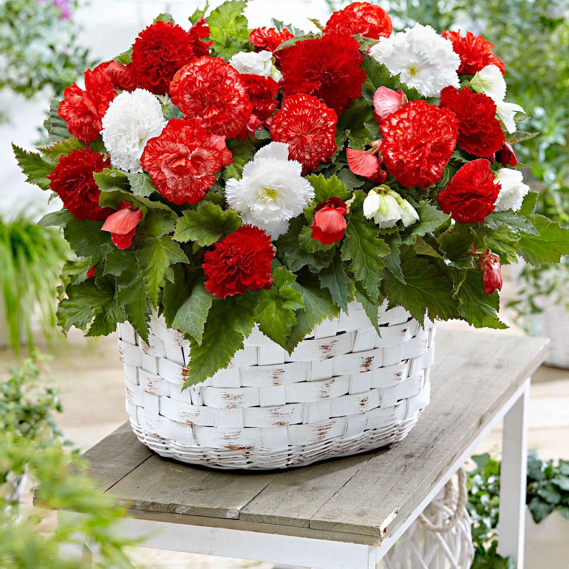Bégonia - Mélange 'Mambo' rouge-blanc - Bulbes de fleurs pour la terrasse et le balcon