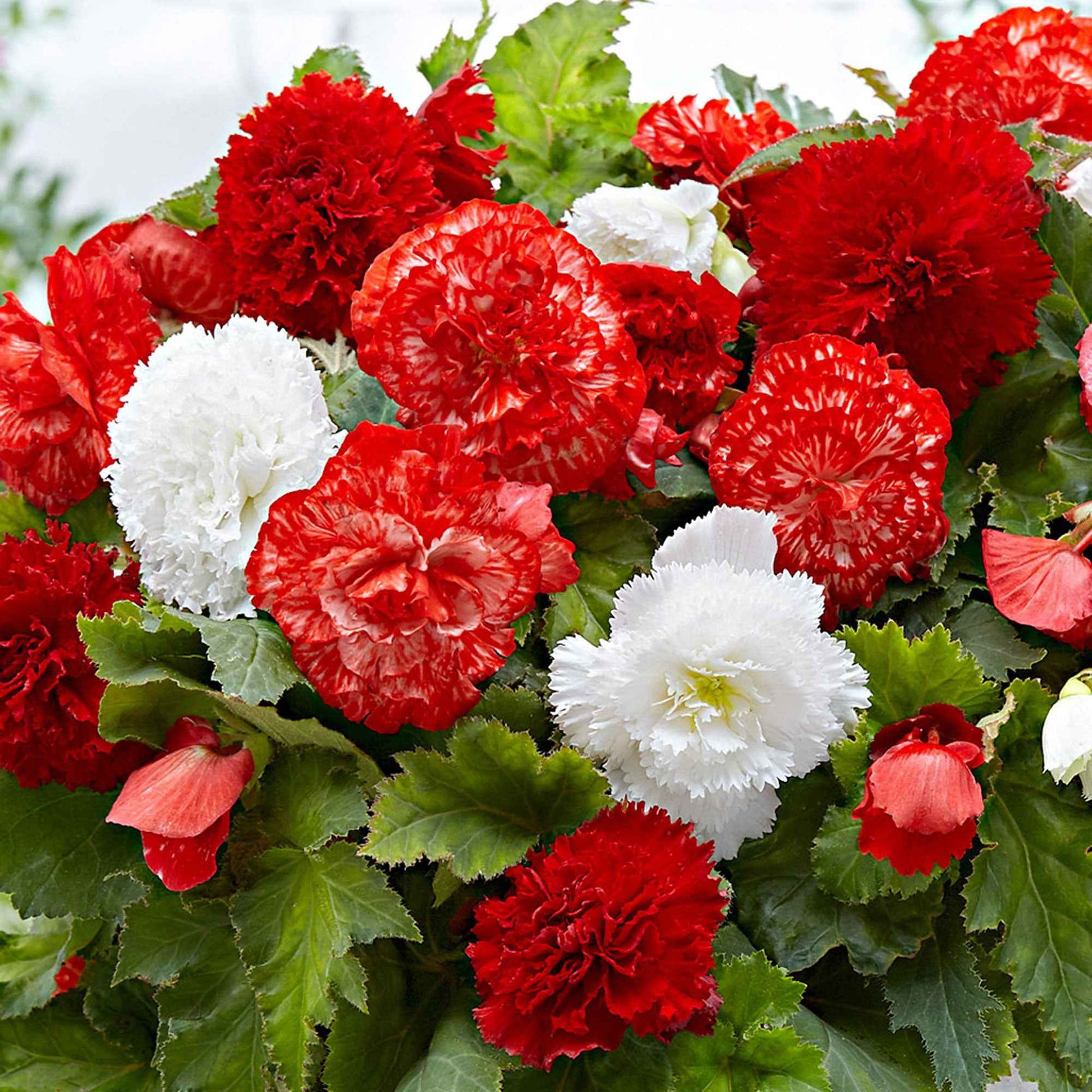 Bégonia - Mélange 'Mambo' rouge-blanc - Bulbes à fleurs