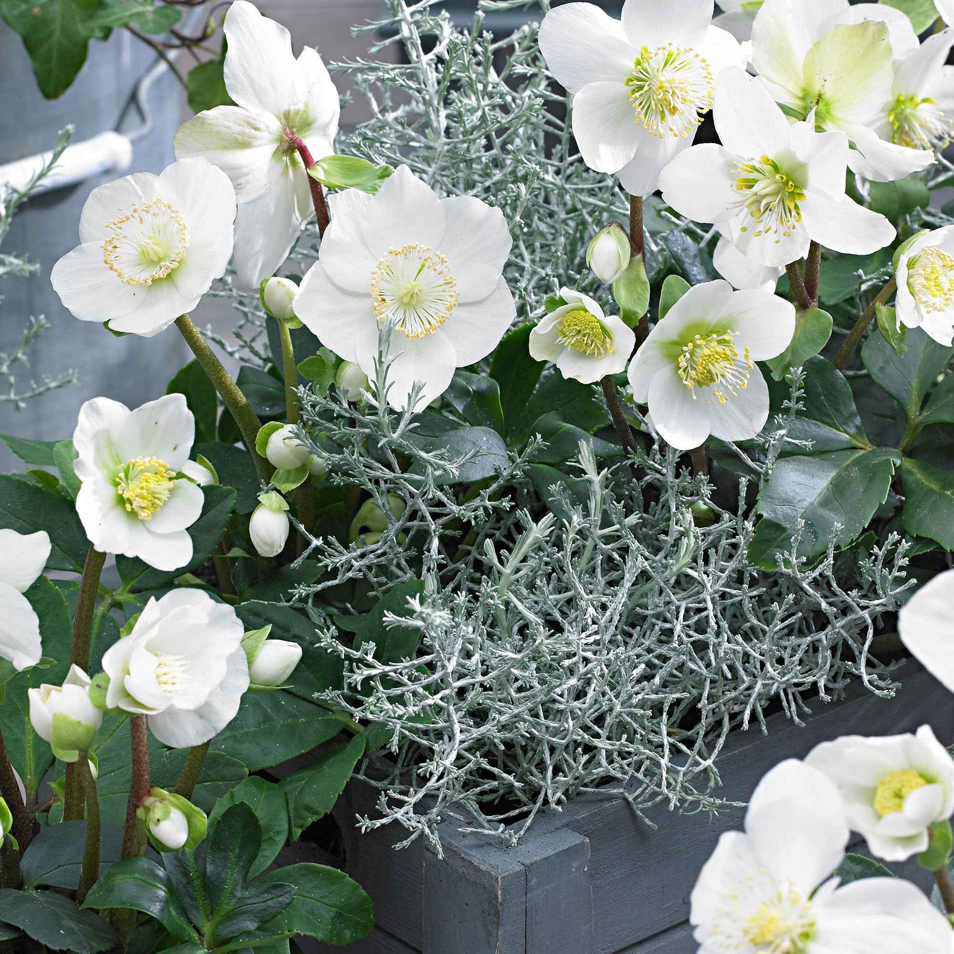 3x Rose de Noël Helleborus 'Christmas Carol' blanche avec panier gris - Caractéristiques des plantes