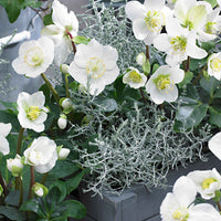 3x Rose de Noël Helleborus 'Christmas Carol' blanche avec pot de fleurs grise - Collection de Noël