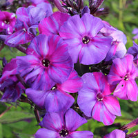 3x Phlox Phlox 'Autumn Joy' violet - Plants à racines nues - Arbustes à papillons et plantes mellifères