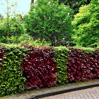 12x Haie de hêtres Fagus vert-rouge - Plants à racines nues - Arbustes