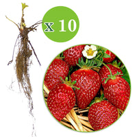 10x Fraise Fragaria 'Korona' rouge - Plants à racines nues - Jardinage : les tendances actuelles
