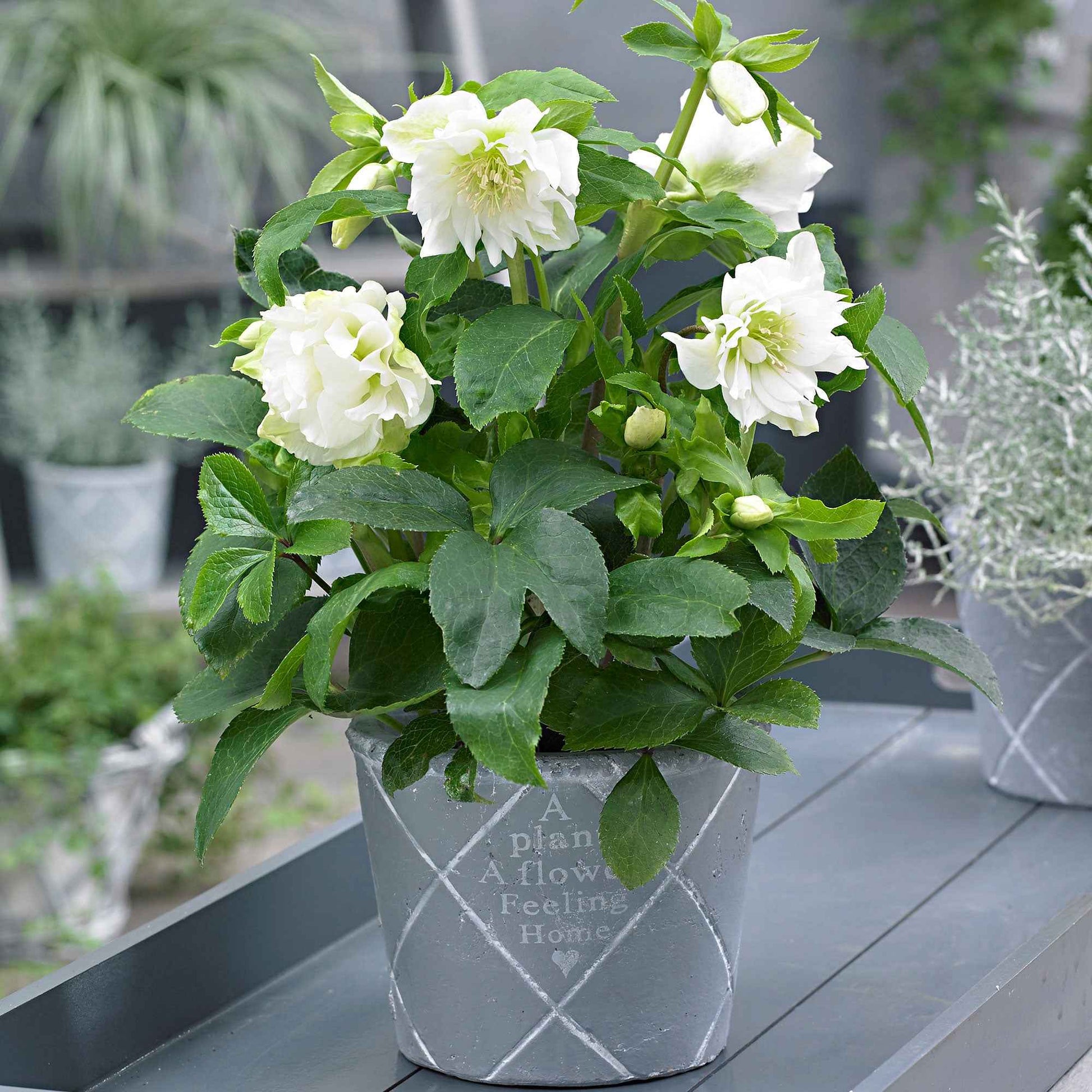 Rose de Noël Helleborus 'Double Ellen' Blanc - Caractéristiques des plantes