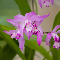 Orchidée jacinthe Bletilla straita rose - Plante de berge - Bassin naturel