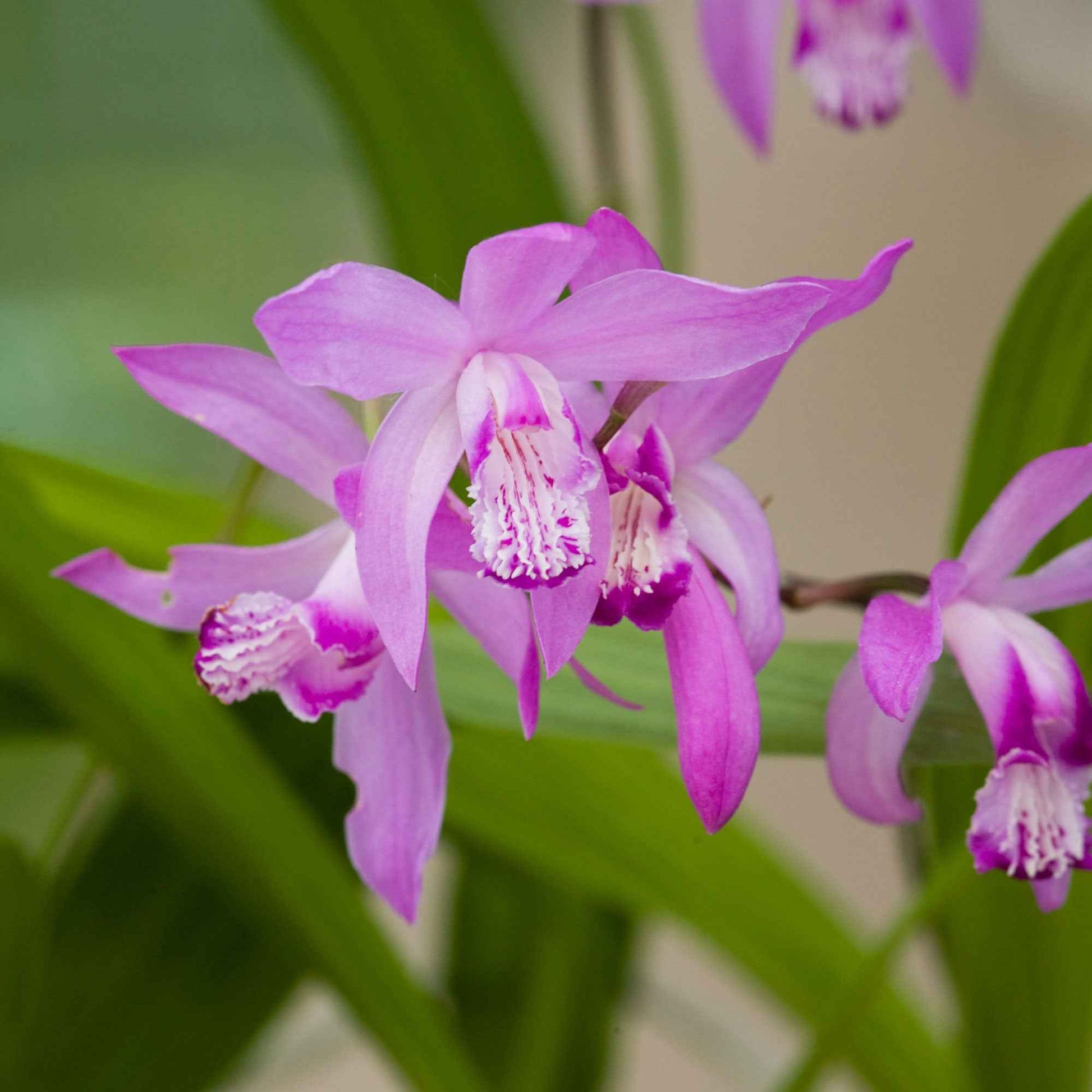 Orchidée jacinthe Bletilla straita rose - Plante de berge - Plantes de bassin